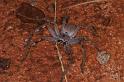 Holconia_ZZ306_D3435_Z_84_E. of Nuendah homestead_Australie